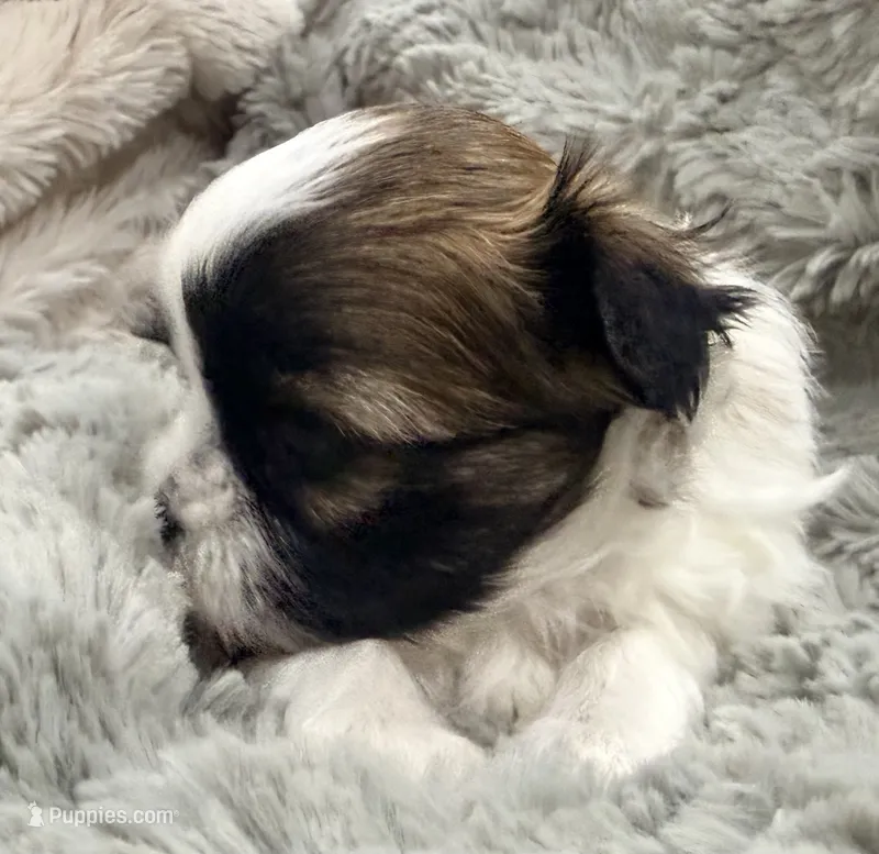 Pixie  – Maltese, Shih Tzu puppy for sale in Covington, LA
