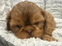 Biscuit, a male Shih Tzu for sale in Covington, LA – 2 of 8