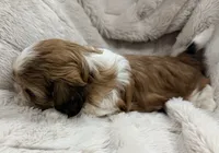 Ollie, a male Shih Tzu for sale in Covington, LA – 7 of 10