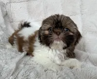 Gizmo, a male Shih Tzu for sale in Covington, LA – 6 of 10