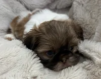 Gizmo, a male Shih Tzu for sale in Covington, LA – 10 of 10