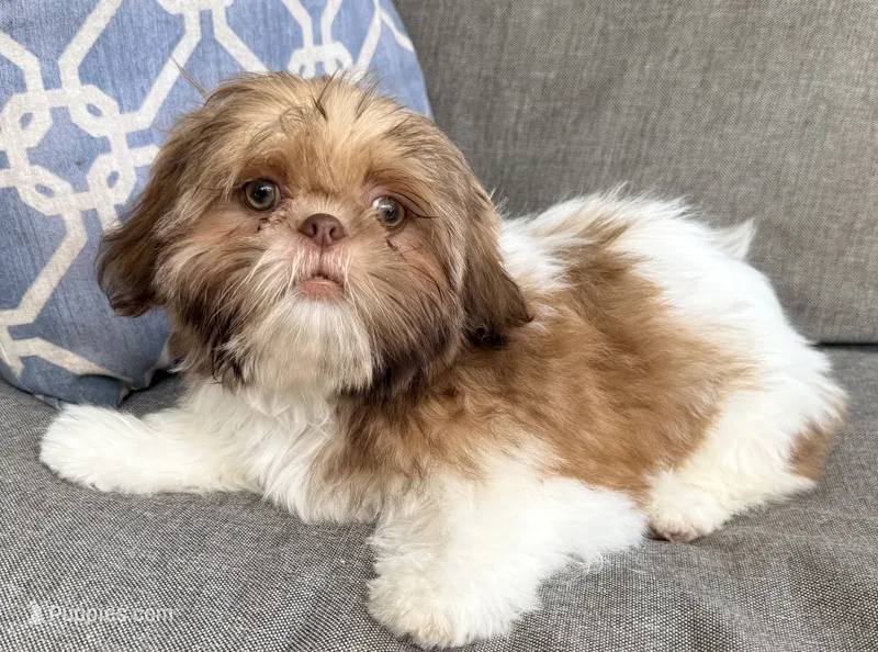 Gizmo – Shih Tzu puppy for sale in Covington, LA
