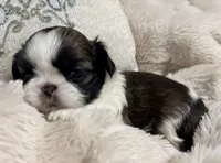 Lexi, a female Shih Tzu for sale in Covington, LA – Photo 6 of 10