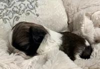 Lexi, a female Shih Tzu for sale in Covington, LA – Photo 3 of 10