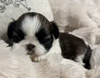 Lexi, a female Shih Tzu for sale in Covington, LA – Photo 7 of 10