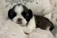 Lexi, a female Shih Tzu for sale in Covington, LA – Photo 1 of 10