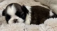 Lexi, a female Shih Tzu for sale in Covington, LA – Photo 2 of 10