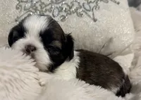 Lexi, a female Shih Tzu for sale in Covington, LA – Photo 5 of 10