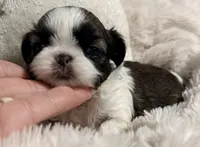 Lexi, a female Shih Tzu for sale in Covington, LA – Photo 9 of 10