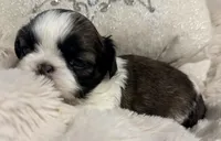 Lexi, a female Shih Tzu for sale in Covington, LA – Photo 8 of 10