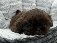 Teddy , a male Shih Tzu for sale in Covington, LA – 3 of 10