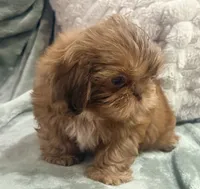Biscuit , a male Shih Tzu for sale in Covington, LA – 3 of 10