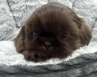 Teddy , a male Shih Tzu for sale in Covington, LA – 7 of 10