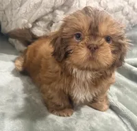 Biscuit , a male Shih Tzu for sale in Covington, LA – 10 of 10