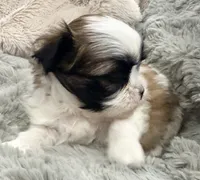 Pixie , a female Maltese and Shih Tzu for sale in Covington, LA – 5 of 10