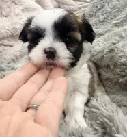 Pixie , a female Maltese and Shih Tzu for sale in Covington, LA – 8 of 10