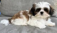Peanut, a male Mal Shi for sale in Covington, LA – 7 of 10