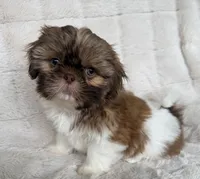 Gizmo, a male Shih Tzu for sale in Covington, LA – 1 of 10