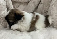 Pixie , a female Maltese and Shih Tzu for sale in Covington, LA – 6 of 10