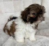 Gizmo, a male Shih Tzu for sale in Covington, LA – 8 of 10