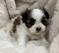 Peanut, a male Maltese and Shih Tzu for sale in Covington, LA – 3 of 10