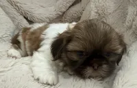 Gizmo, a male Shih Tzu for sale in Covington, LA – 8 of 10