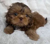 Biscuit , a male Shih Tzu for sale in Covington, LA – 4 of 10