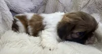 Gizmo, a male Shih Tzu for sale in Covington, LA – 6 of 10