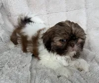 Gizmo, a male Shih Tzu for sale in Covington, LA – 7 of 10