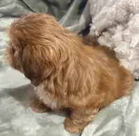 Biscuit , a male Shih Tzu for sale in Covington, LA – 8 of 10