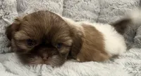 Gizmo, a male Shih Tzu for sale in Covington, LA – 2 of 10