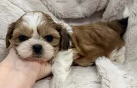Ollie, a male Shih Tzu for sale in Covington, LA – 6 of 10