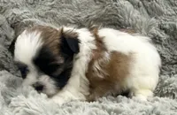Pixie , a female Maltese and Shih Tzu for sale in Covington, LA – 2 of 10