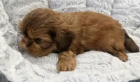 Biscuit, a male Shih Tzu for sale in Covington, LA – 8 of 8