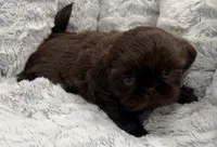 Teddy , a male Shih Tzu for sale in Covington, LA – 5 of 10