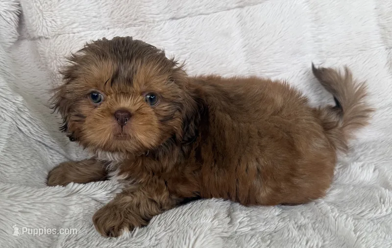 Biscuit  – Shih Tzu puppy for sale in Covington, LA
