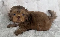 Biscuit , a male Shih Tzu for sale in Covington, LA – 1 of 10