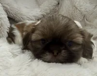 Gizmo, a male Shih Tzu for sale in Covington, LA – 7 of 10