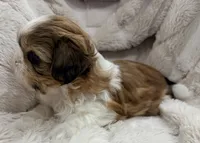Ollie, a male Shih Tzu for sale in Covington, LA – 10 of 10
