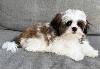 Peanut, a male Mal Shi for sale in Covington, LA – 4 of 10