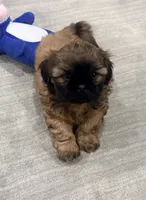 Tucker, a male Shih Tzu for sale in Covington, LA – Photo 7 of 9