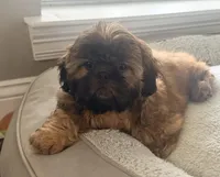 Tucker, a male Shih Tzu for sale in Covington, LA – Photo 7 of 10