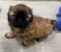 Tucker, a male Shih Tzu for sale in Covington, LA – Photo 6 of 9