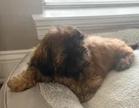 Tucker, a male Shih Tzu for sale in Covington, LA – Photo 4 of 10