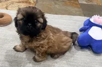 Tucker, a male Shih Tzu for sale in Covington, LA – Photo 5 of 9