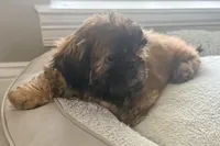 Tucker, a male Shih Tzu for sale in Covington, LA – Photo 2 of 10