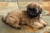 Tucker, a male Shih Tzu for sale in Covington, LA – Photo 3 of 10