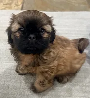 Tucker, a male Shih Tzu for sale in Covington, LA – Photo 9 of 9