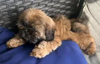 Tucker, a male Shih Tzu for sale in Covington, LA – Photo 5 of 10