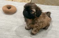 Tucker, a male Shih Tzu for sale in Covington, LA – Photo 2 of 9